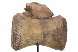 Fossil Sauropod Caudal Vertebra with Metal Stand - Colorado #304863-3